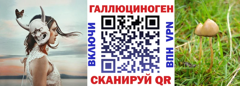 Купить где  Балей  Галлюциногенные грибы мицелий 